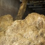 Hay